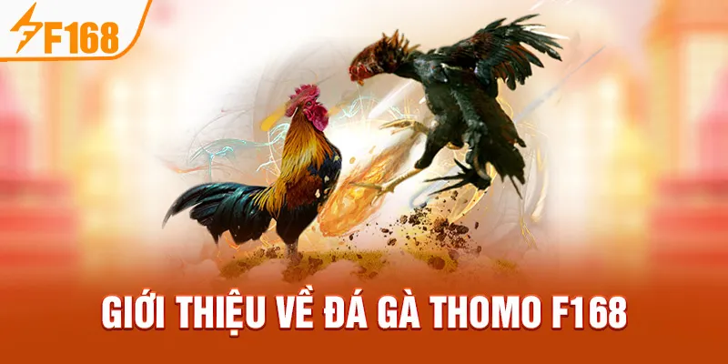 Giới Thiệu Về Đá Gà Thomo F168