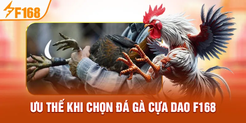 Ưu Thế Khi Chọn Đá Gà Cựa Dao F168
